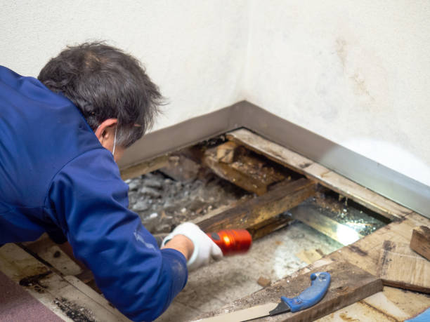Best Mold Removal Near Me  in Muldrow, OK