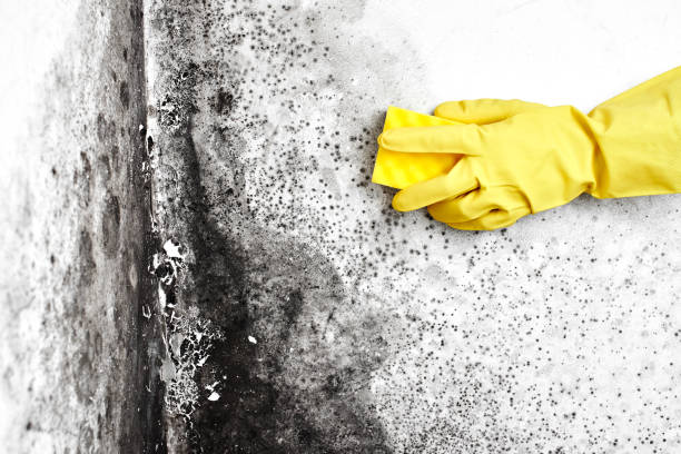Best Black Mold Removal  in Muldrow, OK