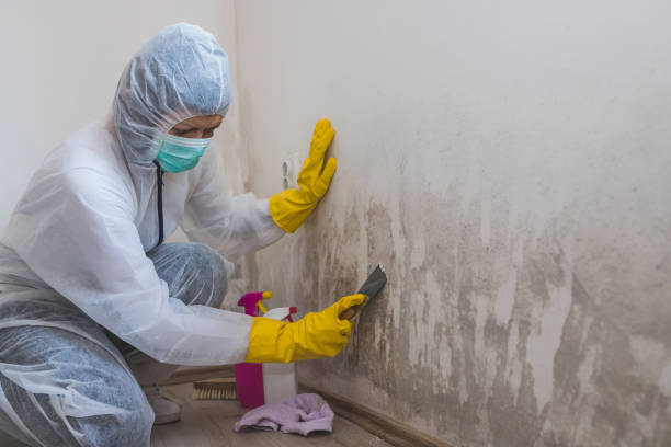 Best Affordable Mold Removal  in Muldrow, OK