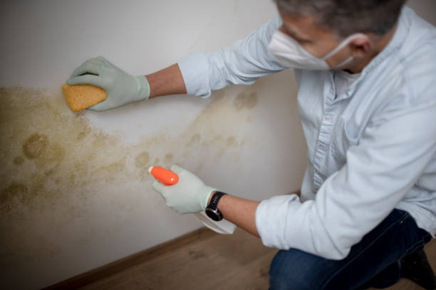 Best Toxic Mold Removal  in Muldrow, OK