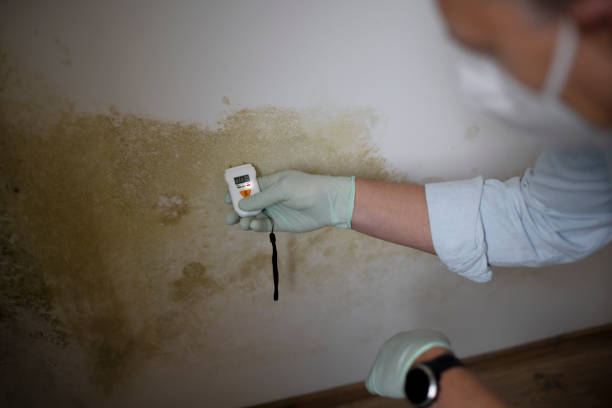 Best Mold Removal Near Me  in Muldrow, OK