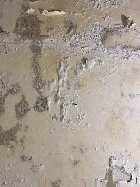 Best Mold Cleaning Services  in Muldrow, OK