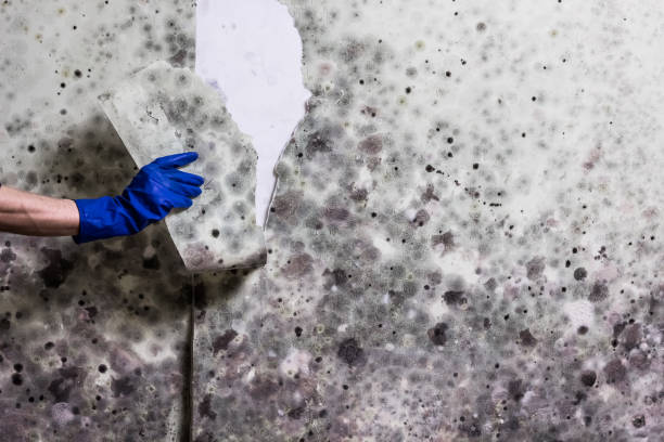 Best Office Mold Removal Services  in Muldrow, OK