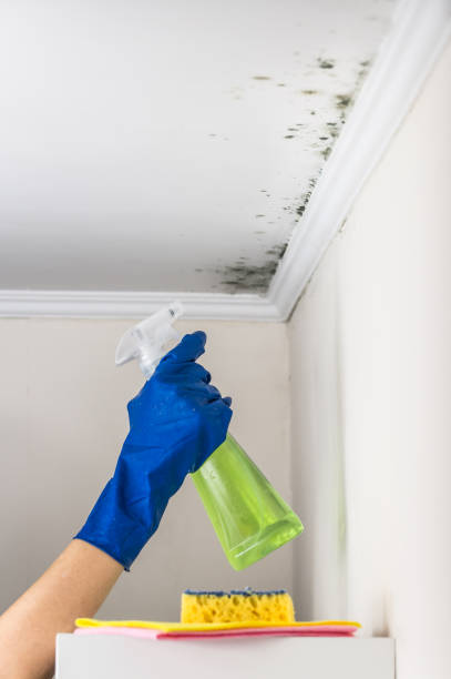 Best Mold Damage Repair  in Muldrow, OK